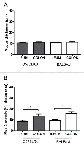 Figure 1. Intestinal mucus analysis in healthy mice. (A) Quantitative analysis of mucus thickness in ileum and colon using Alcian blue/periodic acid–Schiff's (AB/PAS) staining. (B) Densitometric analysis of Muc-2 protein expression in ileum and colon (expressed in % of tissue area colored brown, see Fig. 2). We analyzed healthy mice (female:male ratio 1:1) of 2 different strains (C57BL/6J or BALB/cJ mice) at different ages (10–20 weeks old or 6–12 months old). Neither age nor sex (not shown) nor strain differences were found. Statistics: mean ± SEM, N = 21–24 per group, *p < 0.05.