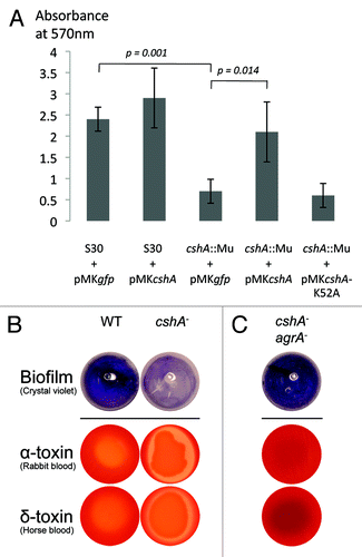 Figure 3. CshA is required for biofilm formation and reduces hemolysis. (A) Biofilm formation was analyzed by the crystal violet (CV) assay in polystyrene tubes after growth for 6 h in TSB medium with equal amounts of inoculated cells. The amount of biofilm was measured after solubilization of the CV in ethanol and measuring the absorbance at 570 nm. The error bars (standard deviation) are from 3 independent experiments. The differences between S30 + pMKgfp vs cshA::Mu + pMKgfp and cshA::Mu pMKgfp vs cshA::Mu pMKcshA were significant (p = 0.001, p = 0.014, respectively). (B) S30 wild type strain and its cshA mutant derivative were spotted onto rabbit and horse blood agar plates. Shown is one representative result from 5 independent experiments. (C) Inactivation of agrA in the cshA mutant restores biofilm formation and reduces hemolysis.