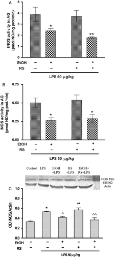 Figure 5.  Effect of LPS (50 μg/kg, i.p.) in rats pretreated with repetitive ethanol (EtOH) and/or repetitive RS on (A) tNOS, (B) iNOS activity, and (C) expression in the adrenal gland (AG). Values represent mean ± SEM (n = 6–8 rats per group). *p < 0.05; **p < 0.01 vs. respective control group without EtOH. Data were evaluated by the two-way ANOVA followed by Tukey's post-test. (C) Representative Western blot analysis is shown in the top part of C. Relative protein levels of iNOS were quantified by densitometric scanning and normalized to β-actin and expressed as optic density (OD), shown in the bottom part of C. Values represent mean ± SEM of four independent experiments (n = 4 each group). *p < 0.05; **p < 0.01 vs. control group. ^p < 0.05; ^^p < 0.01 vs. respective group without EtOH. Data were evaluated by the one-way ANOVA followed by Tukey's post-test.