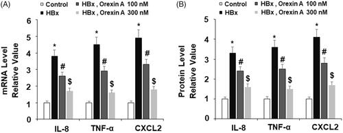 Figure 6. Orexin A inhibits HBx-induced expression and secretion of pro-inflammatory cytokines in normal human L-02 hepatocytes. L-02 hepatocytes were transfected with the HBx-encoding plasmid for 24 h, followed by treatment with orexin A at a concentration of 100 or 300 nM for another 24 h. (A) Expression of IL-8, TNF-α and CXCL2 at the mRNA levels was determined by real time PCR analysis; (B) Expression of IL-8, TNF-α and CXCL2 at the protein levels was determined by ELISA assay (*, #, $, p < .01 vs previous column group).