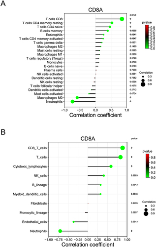 Figure 10 Association of CD8A with immune infiltrates. Correlation analysis between immune cells and CD8A gene expression by using CIBERSORT (A) and MCPCounter (B) algorithms. Bold p values represent statistically significant differences.