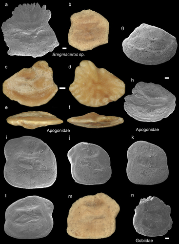 Figure 4. Bregmacerotidae, Apogonidae, and Gobiidae. a-b: Bregmaceros sp. from AH (GUBD V0182) and from IB (NHMUK PV P 76635), inner views; c-h: Apogonidae indet. from AH, c-f (GUBD V0184), inner (c), external (d), ventral (e) and inner dorsal (f) views; g (GUBD V0185) and h (GUBD V0186), inner views; i-n: Gobiidae indet. inner views i-l (GUBD V0187) & n (GUBD V0188) from AH and m from IB (GUBD V0191). Scale bar: 0.1 mm except the big Apogonidae (c-e) which is 0.5mm. The a, g, h, i-l, & n are SEM images.  