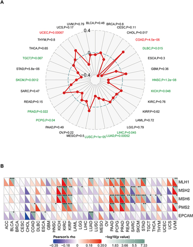 Figure 7 Relationship between MRC1 expression and MSI and MMR genes. (A) Radar plot showing the correlation between MRC1 expression and MSI statues in 32 different cancer types. Red indicates positive correlations, Green indicates negative correlations. (B) Heatmap demonstrating the correlation coefficients between MRC1 expression and the expression levels of four mismatch repair (MMR) genes (MLH1, MSH2, MSH6, and PMS2) and EPCAM across various cancer types. *P<0.05; **P<0.01; ***P<0.001.