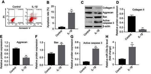 Figure 2 miR-23b-3p was upregulated in IL-1β-treated CHON-001 cells. CHON-001 cells were stimulated with IL-1β for 24 hrs for in vitro OA model establishment. (A, B) Apoptotic cells were detected with Annexin V and PI double staining. (C) Expressions of collagen II, aggrecan, Bax, and active caspase 3 in IL-1β-treated CHON-001 cells were detected with Western blotting. β-actin was used as an internal control. (D–G) The relative expressions of collagen II, aggrecan, Bax, and active caspase 3 were quantified via normalizing to β-actin. (H) The level of miR-23b-3p in IL-1β-treated CHON-001 cells was detected using qRT-PCR. **P<0.01 compared with the control group.