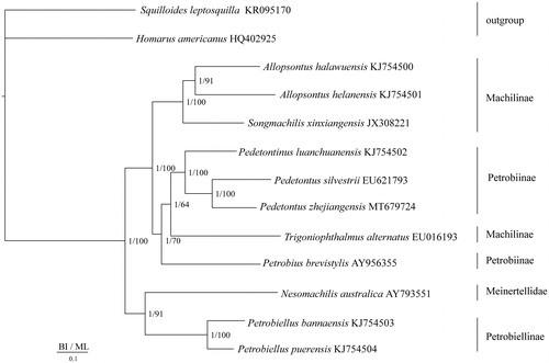 Figure 1. Phylogenetic tree of the relationships among 13 species of Microcoryphia, including P. zhejiangensis based on the nucleotide dataset of the 13 mitochondrial protein-coding genes. The Bayesian posterior probability values and the maximum-likelihood bootstrap values are indicated above nodes. The GenBank numbers of all species are shown in the figure.