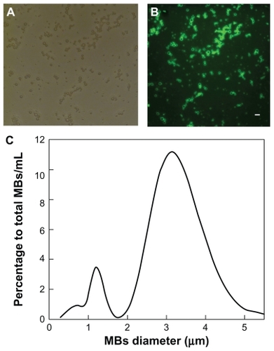 Figure 4 Characterization of synthesized microbubbles. (A) Representative bright field micrograph. (B) Representative fluorescent micrograph with DiO labeling. (C) Size distribution of microbubbles measured with a Zetasizer Nano ZS, confirming the mean diameter of the microbubbles to be 3.57 μm.Abbreviation: DiO, 3,3′-dioctadecyloxacarbocyanine perchlorate.