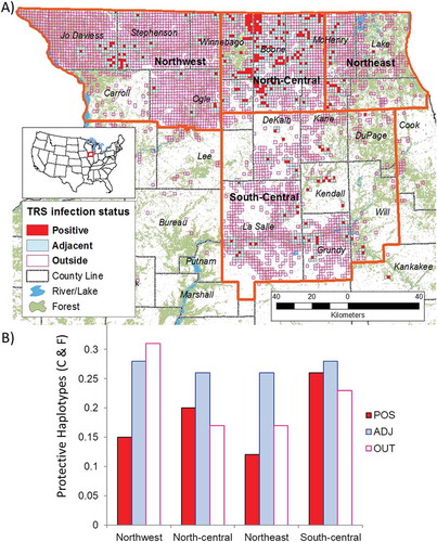Figure 3. Map of northern Illinois CWD infection distribution. (A) Orange lines indicate region boundaries guided by genetic population structure determined by Kelly et al. 2014. Each TRS tested for CWD between 2002 and 2015 is color coded based on the cumulative results from the Illinois Department of Natural Resources Chronic Wasting Disease Surveillance and Management program: (red, POS) at least one confirmed case of CWD, (blue, ADJ) no infected deer but a detection within a TRS less than 100 meters away, or (purple outline, OUT) no infected deer detected and more than 100 meters from an infected TRS. (B) Frequency of protective haplotypes within each region among TRS categories.