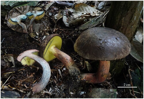 Figure 1. The basidiocarps of Butyriboletus hainanensis collected from Jiangxi Province, China. The blue-red-black color change when bruised, thick context, and thin hymenophore are the most distinguished features. Photographed by Kuan Zhao.