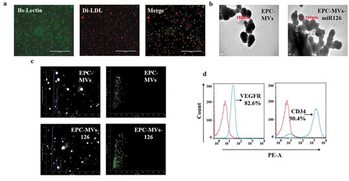 Figure 1. Characterization of EPCs and EPC-MVs. (a) EPCs were identified by Di-LDL and Bs-Lectin staining. (b) Representative image of EPC-MVs and EPC-MVs-miR126 examined by TEM. (c) Size distribution of EPC-MVs and EPC-MVs-miR126 detected by NTA. (d) EPC-MVs stained with PE-CD34 and PE-VEGFR were analysed by flow cytometry.