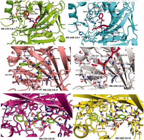 Figure 4. 3D docking poses of NK-154 and NK-168 into the hCAI, hCA II and hCA IX receptors. Key amino acid residues were determined in the 3D positions in active sites.