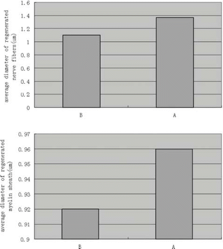 Figure 11. Plot showing the diameter of regenerated nerve fibers and thickness of regenerated myelin sheath. Results are mean ± SD for two grafts. (A: test group; B: autograft controls).