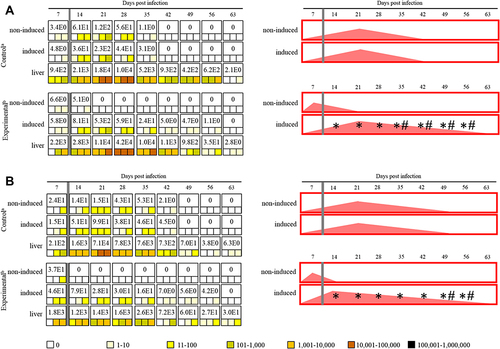 Figure 2 Maximum value of E. cuniculi spores per 1 gram of tissue (number in white fields), frequency and spore burden of E. cuniculi spores per gram of tissue (colored squares; each square represents one mouse), and infection trend illustration (red fields) in immunocompetent BALB/c mice infected either with E. cuniculi genotype I (A) or E. cuniculi genotype III (B) and induced in the acute phase of infection. aPeroral infection 107 spores of E. cuniculi in 200 µL dH2O and intramuscular injection of PBS; bperoral infection 107 spores of E. cuniculi in 200 µL dH2O and intramuscular injection of Freund’s Incomplete Adjuvant; grey column, intramuscular injection of all animals in the group into the right thigh muscle; *significant difference between right and left leg; #significant difference between control and experimental group; colored squares, positive capture of microsporidia in the sample according to the quantity scale.
