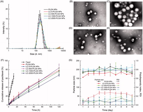Figure 1. (A) Particle size and size distribution of PLGA NPs and L-Carnitine-conjugated nanoparticles; TEM image of LC-0-PLGA NPs (B), LC-500-PLGA NPs (C), LC-1000-PLGA NPs (D), and LC-2000-PLGA NPs (E); (F) In vitro release profiles of Taxol, paclitaxel-loaded PLG PLGA NPs, and l-Carnitine-conjugated nanoparticles; (G) Colloidal stability of paclitaxel-loaded PLGA NPs and LC-PLGA NPs in pH 7.4 PBS at 37 °C. Data are shown as mean ± SD, n = 3.