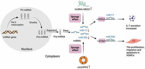 Figure 3. Schematic expression of regulation by ceRNAs during asthma. Pre-miRNA is generated in the nucleus and transfer to cytoplasm via exportin5. LncRNAs (green) and circRNAs (Orange circle) can influence miRNAs (blue) through the sponge effect in the cytoplasm in asthma. As the picture shows, the overexpression of lncRNA-MEG3 could competitively sponge miR-17 in asthma to regulate the expression of RORγt and ultimately affect the balance of Treg/Th17. Overexpressed circHIPK3 could sponge miR-326 in the cytoplasm, and then promote proliferation, migration and down-regulate the apoptosis in ASMCs by acting on STIM1