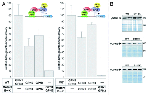 Figure 2. Effect of Glu→ Lys substitutions on GPNs interactions. (A) Two-hybrid assays were performed to measure the level of interaction between yGPN1|yGPN2 and yGPN1|yGPN3. Constructs tested are indicated in the bottom panel, and interaction data from yeast two-hybrid assays are indicated in relative β-galactosidase units for each combination of GPNs. WT and mutant. E→K symbolize the Glu residue substitution to Lys (E112 for yGPN1 and yGPN2 and E110 for yGPN3), respectively. Error bars represent SD from the mean value of the series of five individual measurements, which were representative of at least two independent experiments performed on two distinct clones. (B) Western blotting (WB) of WT and mutant GPNs from two-hybrid assays, using anti-LexA antibody (Santa Cruz) for GPN1 detection and anti-VP16 antibody (Santa Cruz) for GPN2 and GPN3). Loading controls (LC) stained with coomassie blue SafeStain (Invitrogen) are shown (bottom panel). It shows that the expression level does not decrease in mutant proteins.