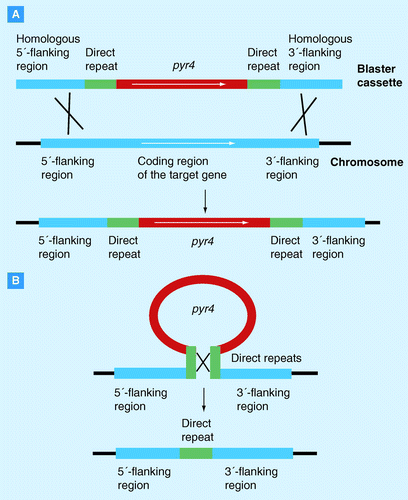 Figure 1.  Gene deletion using a pyr4-based blaster cassette.(A) The blaster cassette is composed of a genetic marker ( T. reesei pyr4) flanked by two direct repeats of any sequence and homologous flanking regions of the target gene. By homologous recombination this blaster cassette replaces the coding region of the target gene in the fungal chromosome. The respective strain is now uridine prototrophic. (B) To select for the excision of the blaster cassette the transformed strains are grown in the presence of 5-fluoroorotic acid and uridine. Homologous recombination between the two direct repeats eliminates the marker gene and one direct repeat from the chromosome. The resulting strain is therefore resistant against 5-fluoroorotic acid and uridine auxotrophic, which allows a new round of genetic transformation.