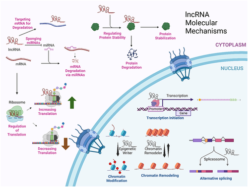 Figure 1. Cytoplasmic and nuclear mechanisms for lncRNAs. This summarizes just a few of the molecular mechanisms by which lncRNAs can function. This figure was created with BioRender.com.