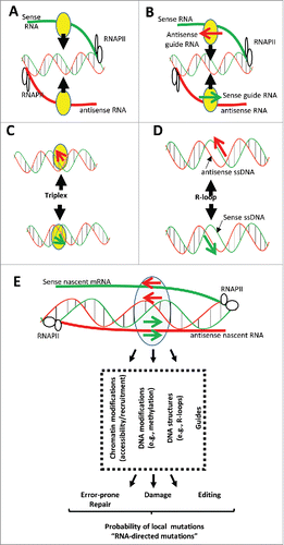 Figure 4. (A) RNAs produced from intergenic, promoter, or intragenic regions directly and locally recruit proteins (in yellow) involved in chromatin or DNA modifications. (B) Small RNAs form Watson–Crick base-pairing with complementary nascent RNAs leading to the formation on specific loci of complexes enhancing the recruitment of proteins (in yellow) involved in chromatin or DNA modifications. (C) RNA:dsDNA triple-helices (or triplexes) are formed by sequence-specific binding rules where a single-stranded RNA binds in the major groove of the targeted dsDNA by Hoogsteen hydrogen bonding between a purine-rich strand of dsDNA and either a pyrimidine-rich or a purine-rich ssRNA strand. By this mechanism, RNAs direct proteins (in yellow) involved in chromatin or DNA modifications at specific loci. (D) R-loops result from the Watson–Crick base-pairing of an RNA molecule to the cDNA strand displacing the second DNA strand in a single-stranded conformation. (E) RNAs target specific genomic loci by several mechanisms and induce local chromatin and DNA modifications with potential consequences for the local accessibility of mutators and enzymes involved in DNA metabolism. RNAs also induce the formation of structures (e.g., R-loops) that induce ssDNA formation and double-stranded DNA breaks, both of which increase the local mutational rate. Finally, RNAs guide, DNA endonucleases and editing enzymes to targeted loci. Therefore, RNAs could increase the local probability of mutations (RNA-directed mutations) by inducing chromatin modifications (e.g., compaction), DNA modifications (e.g., methylation, ssDNA formation), DNA injuries (e.g., dsDNA breaks), DNA error-prone repair mechanisms, or recruitment of DNA endonucleases and editing enzymes.