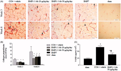 Figure 6. (A) Treatment of rats with induced liver fibrosis with a low and high dose of a BMP1-3 antibodies decreases accumulation of ECM and preserves liver structure. Histomorphometric analyses of rat liver sections stained with Sirius red three and eight weeks after treatment with 10% CCl4 i.p. 1 mL/kg + i.v. control antibody; 10% CCl4 i.p. 1 mL/kg + BMP1-3Abs i.v 20 μg/kg; 10% CCl4 i.p. 1 mL/kg + BMP1-3Abs i.v 50 μg/kg, and 10% CCl4 i.p. 1 mL/kg + rhBMP7 i.v 150 μg/kg. Arrows indicate ECM localization. (B) Morphometric analysis was performed using a Sform software (Vams, Croatia) with fibrosis amount expressed as a proportion of positive colored area (Collagen proportionate area (CPA%)) per slide. Results are presented as mean ± SEM. *p < 0.05 versus control rats. (C) TGFβ1 plasma values in rats with liver fibrosis are decreased after therapy with a high dose (50 µg/kg) of BMP1-3 monoclonal antibody. Data is presented as mean ± SD (n = 12 per group). *p < .05 vs. sham, #p < .05 vs. control. Scale bar length is 500 µm.