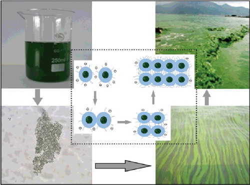 Figure 2. Schematic illustration of the formation of cyanobacterial Microcystis bloom (dark balls indicate Microcystis cells, blue shapes indicate extracellular polymeric substances, and circles within a line indicate the negative zeta potential).