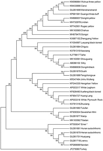 Figure 1. Neighbour-joining tree based on the complete mitochondrial DNA sequence of 36 chicken breeds and a Turkey as an outgroup. GenBank accession numbers are given before the species name.