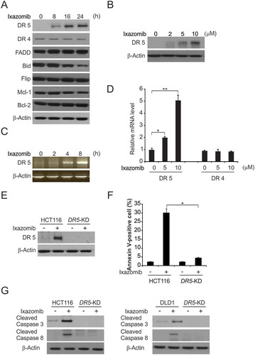 Figure 2. DR5 is required for ixazomib-induced apoptosis. (A) HCT116 cells were treated with 10μmol/L ixazomib at indicated time point. Indicated protein levels were analyzed by western blotting. (B) HCT116 cells were treated with ixazomib at indicated concentration. DR5 expression was analyzed by western blotting. (C) HCT116 cells were treated with 10μmol/L ixazomib at indicated time points. DR5 mRNA level was analyzed by gel electrophoresis. β-Actin was used as a control for normalization. (D) HCT116 cells were treated with ixazomib for 24 hours at indicated concentration. mRNA expression of DR5 and DR4 were analyzed by semiquantitive reverse transcription PCR (RT-PCR). (E) Parental and DR5-KD HCT116 cells were treated with 10μmol/L ixazomib for 24 hours. DR5 expression was analyzed by western blotting. (F) Parental and DR5-KD HCT116 cells were treated with 10μmol/L ixazomib for 24 hours. Apoptosis was analyzed by flow cytometry. (G) Parental and DR5-KD HCT116 or DLD1 cells were treated with 10μmol/L ixazomib 24 hours. Cleaved caspase 3 and 8 were analyzed by western blotting. Results in (D) and (F) were expressed as means ± SD of 3 independent experiments. **, P < 0.01; *, P < 0.05.