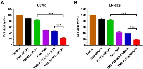 Figure 6 MTT assay of U87R (A) and LN-229 (B) glioma cells. Data are shown as mean ± standard deviation (n = 3), ***P < 0.001.