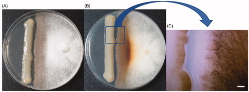 Figure 1. Inhibition and browning of the mycelia of shiitake (Sanjo 701ho) by Cryptococcus pseudolongus DUCC 4014 on PDA. (A): Top side of the media, (B): Bottom side of the media, (C): Confrontation area between the two fungi. Scale: 100 um.