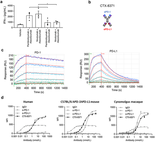 Figure 1. Discovery and binding profile of CTX-8371. (a) One-way MLR assay where monocyte derived DCs were used as stimulators and donor mismatched CD4+T cells as responders. The activity of StitchMab™ bispecifics was compared to that of their unstitched combinations. IFN-γ was determined by MSD (mean ± SEM, n = 3) *, p < 0.05, one-way ANOVA. (b) CTX-8371 domain organization. (c) Sensorgrams of CTX-8371 binding to recombinant human PD-1 (left) and PD-L1 (right). The different curves correspond to determinations obtained with increasing concentrations of analyte (PD-1 or PD-L1, light to darker shades of blue). Red profiles represent the mathematical interpolation of the experimental data which was used to derive the kinetic parameters. (d) Binding of CTX-8371 to primary activated CD3+ T cells from each species by FACS (mean ± SEM, n = 3).