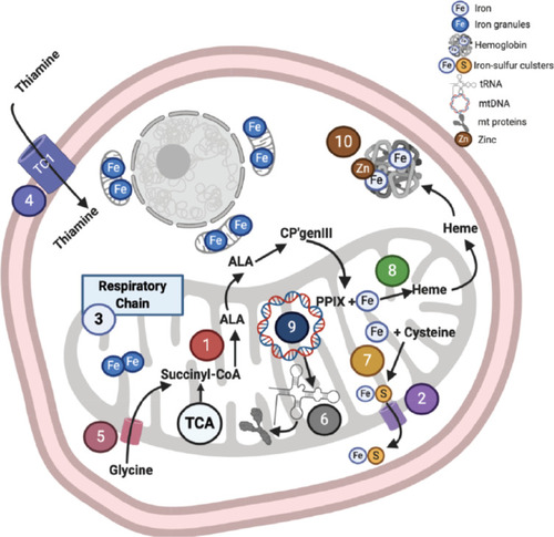 Figure 3 Cell and mitochondrial mechanisms in heme biosynthesis and localization of pathway defects in sideroblastic anemia subtypes. Labels 1–10 encode the localization of mechanistic defects in heme biosynthesis in various subtypes of sideroblastic anemia detailed in Table 1.