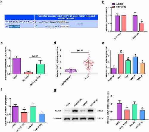 Figure 5. Linc01555 targets CLIC1 in SCLC cells via sponging miR-122-5p. (a) Bioinformatics sites to forecast the combining sites of miR-122-5p to CLIC1. (b, c) the luciferase activity and RNA pull down assays to testify the binding of miR-122-5p to CLIC1. (d, e) CLIC1 in SCLC tissues and cell lines analyzed by qPCR. (f, g) qPCR and Western blot to detect CLIC1 after repressing linc01555 or enhancing miR-122-5p. # P <0.05, vs. BEAS-2B cells; * P <0.05, vs. The shNC; + P <0.05, vs. The miR-NC.