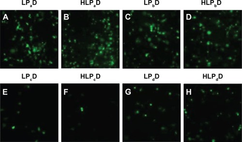 Figure 6 Enhanced green fluorescent protein transfection of LPD (LPaD [A], LPbD [C], LPcD [E], and LPdD [G]) and HLPD (HLPaD [B], HLPbD [D], HLPcD [F], and HLPdD [H]) in SMMC-7721 cells incubated for 24 h.Notes: LPD: a cationic liposome, multifunctional peptide, and DNA at optimized ratios; HLPD: H represents hyaluronic acid, L represents cationic liposome that was composed of DOTAP/DOPE at a 1:1 weight ratio, P represents peptide (Pa–Pd refers to the different peptide used), and D represents DNA. Magnification ×100.Abbreviations: DOTAP, 1,2-dioleoyl-3-trimethylammonium-propane; DOPE, 1,2-dioleoylsn-glycero-3-phosphatidyl-ethanolamine.