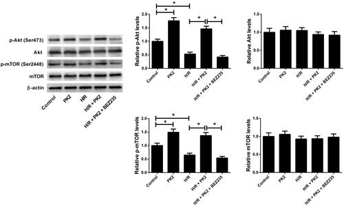 Figure 2. Effect of PK2 on the Akt/mTOR pathway in H/R-treated H9c2 cardiomyocytes. H9c2 cardiomyocytes were treated with 5 nM PK2 in the presence or absence of 5 mM BEZ235, followed by H/R treatment for 12/12 h, or H9c2 cardiomyocytes were only treated with 5 nM PK2 for 24 h. Western blot was performed to measure the protein levels of p-Akt, Akt, p-mTOR, and mTOR. *p < .05.