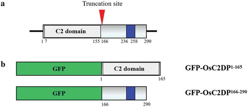 Figure 1. Construction of truncated OsC2DP fusion with GFP protein. (A) Protein domains of OsC2DP. The gray rectangle indicates the full length of OsC2DP. The white rectangle in gray diagonal lines represents the C2 domain. The rectangle in blue represents the transmembrane domain. The red arrow indicates the truncation site. (B) Construction of GFP-OsC2DP1−165 and GFP-OsC2DP166−290 fusion protein.