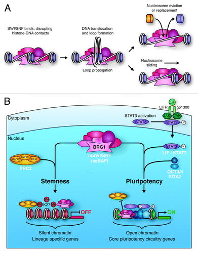 Figure 4. Mechanisms of SWI/SNF-mediated chromatin remodeling. (A) SWI/SNF binding to chromatin disrupts histone-DNA contacts. This allows for the creation of a loop of DNA that propagates around the nucleosome, ultimately resulting in repositioning of the DNA with respect to the nucleosome (sliding). This sliding can lead to eviction of adjacent nucleosomes. DNA looping also facilitates histone replacement with histone variants. (B) BRG1 containing mSWI/SNF in ES cells (esBAF) plays vital roles in the pathways promoting ES cell stemness and pluripotency. esBAF enforces repressive H3K27me3 marks deposited by the PRC2 complex at many lineage specific genes that would otherwise promote differentiation. In contrast, esBAF antagonizes PRC2 action at LIF targets, such as core pluripotency circuitry genes. By creating more accessible chromatin at these locations, esBAF prepares the chromatin environment for the cooperative action of phospho-STAT3 and master pluripotency regulators, such as OCT3/4 and SOX2.