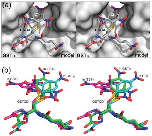 Figure 3 The GSTα•GSTCD− model. (a) Stereoview showing the GSTα•GSTCD− model, constructed on the basis of the crystal structure of GSTα in complex with the GSH conjugate of ethacrynic acid (PDB entry 1GSE), the GSTμ•GSTCD− structure (PDB entry 4GST), and the GSTπ•GSTCD− structure (PDB entry 1AQX). The protein is shown as a molecular surface while the ligand as a stick model in atomic color scheme (carbon in gray, nitrogen in blue, oxygen in red, and sulfur in orange). (b) Stereoview showing the alignment of the GSTCD− ions in the GSTα•GSTCD− model, in the GSTμ•GSTCD− structure (PDB entry 4GST), and in the GSTπ•GSTCD− structure (PDB entry 1AQX). The GSTCD− ion is shown as a stick model in atomic color scheme (nitrogen in blue, oxygen in red, and sulfur in orange; carbon in green when bound in GSTα, cyan in GSTμ, and magenta in GSTπ).