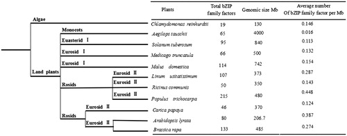 Figure 5. Evolution of bZIP transcription factors family among plants.