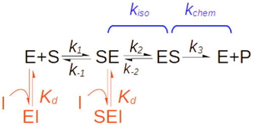 Scheme 3. Reaction scheme of exo-site enzymes.