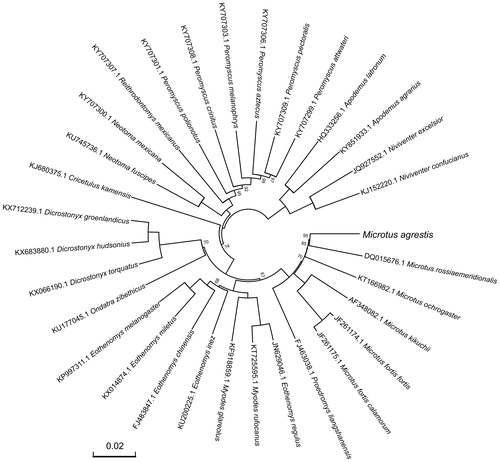 Figure 1. Phylogenetic tree yielded by Bayesian analysis of 32 Muroidea mitochondrial genomes. This tree was drawn without setting of an outgroup. Nodes exhibit 100% posterior probability (PP) were not shown. The length of branch represents the divergence distance.