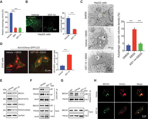 Figure 5. XST-14 induces autophagy inhibition by reducing the phosphorylation of the ULK1 downstream substrate. (A) XST-14 deceased LC3-I conversion to LC3-II. CHO cells stably expressing GFP-LC3 were incubated with XST-14 (5 μM) or 3-MA (2 mM) for 12 h and analyzed by flow cytometry. The fluorescence intensity is directly correlated with LC3-II levels. (B) Representative images of HepG2 cells infected with GFP-LC3 adenovirus with or without the presence of XST-14 (5 μM) for 12 h. (C) TEM images showing the autophagic vacuoles (arrows) observed in HepG2 cells that were starved with Earle’s balanced salt solution (EBSS) for 4 h and treated with or without XST-14 (5 μM) for 12 h. The ratio of the autophagic vacuole area to the cytoplasmic area was determined by morphometric analysis. (D) The effect of XST-14 on autophagic flux. The microscopy images show red-colored autolysosomes or red/green double-colored autophagosomes. (E) XST-14 decreased the phosphorylation of BECN1 and PIK3C3. HepG2 cells were treated with XST-14 (5 μM) for 12 h, and the cell lysates were analyzed by immunoblotting. (F) XST-14 decreased the interaction between ULK1 and its downstream targets PIK3C3 and BECN1. HepG2 cells were starved with EBSS for 4 h and treated with XST-14 (5 μM) for 12 h, and the cell lysates were immunoprecipitated (IP) with anti-ULK1 and analyzed by immunoblotting with the indicated Ab. (G) XST-14 decreased the interaction of BECN1 and PIK3C3. HepG2 cells were starved with EBSS for 4 h and treated with XST-14 (5 μM) for 12 h, and the cell lysates were IP with anti-PIK3C3 and analyzed by immunoblotting with an anti-BECN1 Ab. (H) XST-14 decreased the colocalization of BECN1 (green) and PIK3C3 (red). The colocalization of BECN1 and PIK3C3 was detected in HepG2 cells (scale bar, 2 μm) with immunostaining. For panels B, C, D and H, the figures are representative of more than 10 images, and 10–20 cells were counted in each group. The data are presented as representative and/or means ± s.e.m. of three independent assays. For panels B and D, an unpaired two-sided Student’s t-test was used to compare two groups. For panels A and C, one-way ANOVA was used to compare multiple groups. ***p < 0.001.