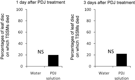 Figure 1. Percentages of PDJ-treated and control (water-treated) leaf disks on which TSSMs died. NS: not significantly different (Fisher's exact test). We made 10 leaf disks per treatment. One PDJ-treated leaf disk and three control leaf disks after 3 days of the treatment were excluded from the data, because pieces of leaf in these disks were under water.