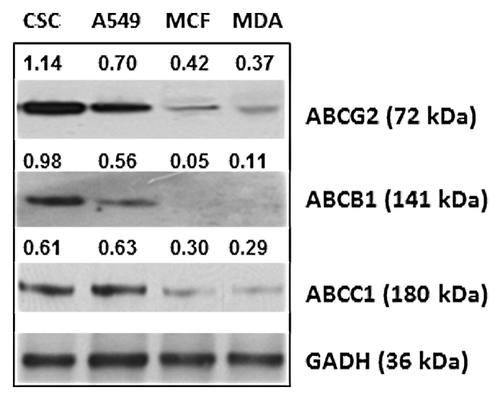 Figure 2. The expression of ABC transporter proteins by cancer cell lines. Equivalent amounts of protein in lysates prepared from breast CSCs, lung cancer cell line A549, and breast cancer cell lines MCF-7 and MDA-MB-231, respectively, were subjected to SDS-PAGE followed by western blot analysis with anti-ABCG2 or anti-ABCB1 or anti-ABCC1, respectively. The number shown alongside each sample is the level of expression values, calculated from densitometric analysis in respect of the level of GAPDH in controls.