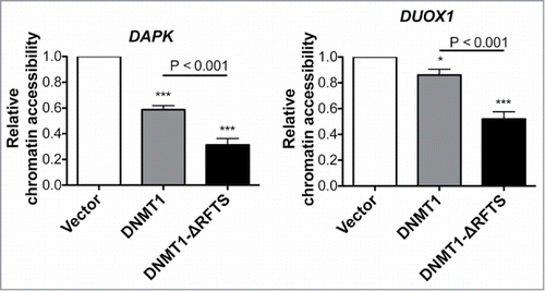 Figure 3. DNMT1-ΔRFTS decreases chromatin accessibility at DAPK and DUOX1 promoters. Cells were treated with or without DNA nuclease for 1 hr, prior to detection of promoter DNA by qPCR. The index of chromatin accessibility = 2 ((Ct DNase treated)-(Ct Untreated)). *, p < 0.05; ***, p < 0.001 in comparison to vector cells.