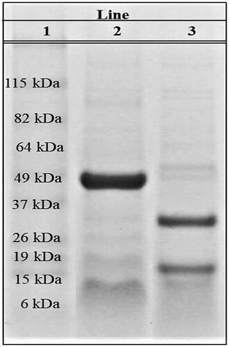 Figure 1. Analysis of L. rotundiflorus seed extracts using 12% SDS-PAGE. Representative SDS-PAGE analysis of 5 experiments. Molecular weight marker (line 1), Cγ of L. rotundiflorus under native (line 2), and denaturing conditions (line 3).