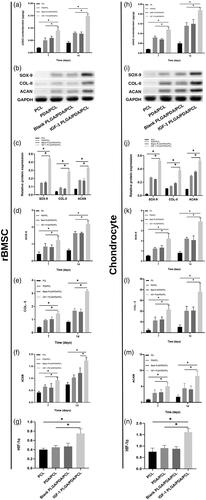 Figure 4. (a,h) GAG accumulation of rBMSC and chondrocytes on day 7 and 14 normalized to total protein concentration. (b,c,i,j) Grayscale maps and relative chondrogenic protein expression of SOX-9, COL-II, and ACAN after 7 days normalized to GAPDH expression by WB analysis. (d–f,k–m) Relative chondrogenic gene expression of SOX-9, COL-II, and ACAN on day 7 and 14 normalized to GAPDH expression by qRT-PCR. (g,n) The expression of HIF-1α gene in each scaffolds cultured rBMSC and chondrocytes by qRT-PCR. *p < .05.