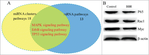 Figure 3. Overlap of signaling pathways among those affected by differential expression of mRNAs and miRNA clusters in BBR-treated MM cells. (A) The signaling pathways in which the 3 differentially expressed miRNA clusters and mRNA profiles are involved were integrated. The results showed that TP53, ErbB and MAPK signaling pathways are common in BRB-treated MM cells. (B) Western blot confirmed that BBR suppressed protein expression of TP53, ErbB and MAPK.