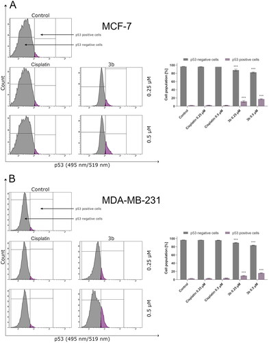 Figure 7. Anti-p53 antibody flow cytometric analysis of MCF-7 (A) and MDA-MB-231 (B) breast cancer cells compared to a negative control cell after 24 h of incubation with 3b and cisplatin (0.25 μM and 0.5 μM). Mean percentage values from three independent experiments done in duplicate are presented. ***p < 0.001 vs. control group.