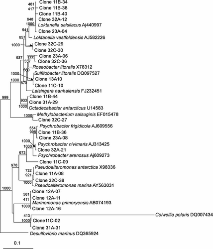 Figure 2  Dendrogram (majority rule consensus tree) depicting the phylogenetic position of the Antarctic clones within the α-proteobacteria and γ-proteobacteria. Escherichia coli positions analysed, 557–1368. Total number of bases analysed 753. Out-group is Desulfovirbio marinus. Bootstrap values at each node that are higher than 400 out of 1000 are shown.