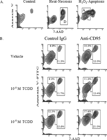 Figure 3 Effect of TCDD on anti-CD95-mediated apoptosis and death of TNFα -treated bmDCs. (A) BmDC cultures were treated with 0.1 mM H2O2 for six hours to induce apoptosis, or heated for two minutes at 65ˆC to induce necrosis to define apoptosis and death. BmDCs were harvested, stained with annexin V, 7-AAD, and antibodies to CD11c to identify bmDCs, and analyzed by flow cytometry. Regions were established from these controls to identify apoptotic cells “A” and dead cells “D.” (B) Day 6 bmDC cultures were treated with 10 ng/mL TNFα. On day 7 media was replaced with reduced serum (5%) and without GM-CSF and cultures exposed to TCDD (10− 8 or 10−9 M) or vehicle control (0.01% DMSO) for one day. Anti-CD95 (1 μ g/mL) or hamster IgG, as a control, was added and then cultures were treated with 2 μ g/mL crosslinking antibody. After a total of nine days in culture bmDCs were harvested and stained with annexin V, 7-AAD, and antibodies to CD11c to identify bmDCs. BmDCs were analyzed by flow cytometry, and apoptotic and dead DC were defined by regions set previously using necrosis and H2O2 controls. (C) Graphical representation of the effect of TCDD on anti-CD95-mediated deletion (apoptosis plus death) of TNFα -treated DC. Labeled as vehicle (white bars), 10− 9 M TCDD (grey bars), and 10− 8 M TCDD (dark grey bars). See Materials and Methods for statistical analysis. Results are representative of three independent experiments.