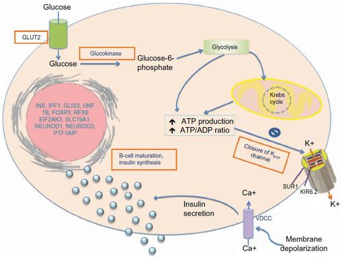 Figure 1 Pancreatic beta cell depicting the role of genetic defects in neonatal diabetes mellitus.